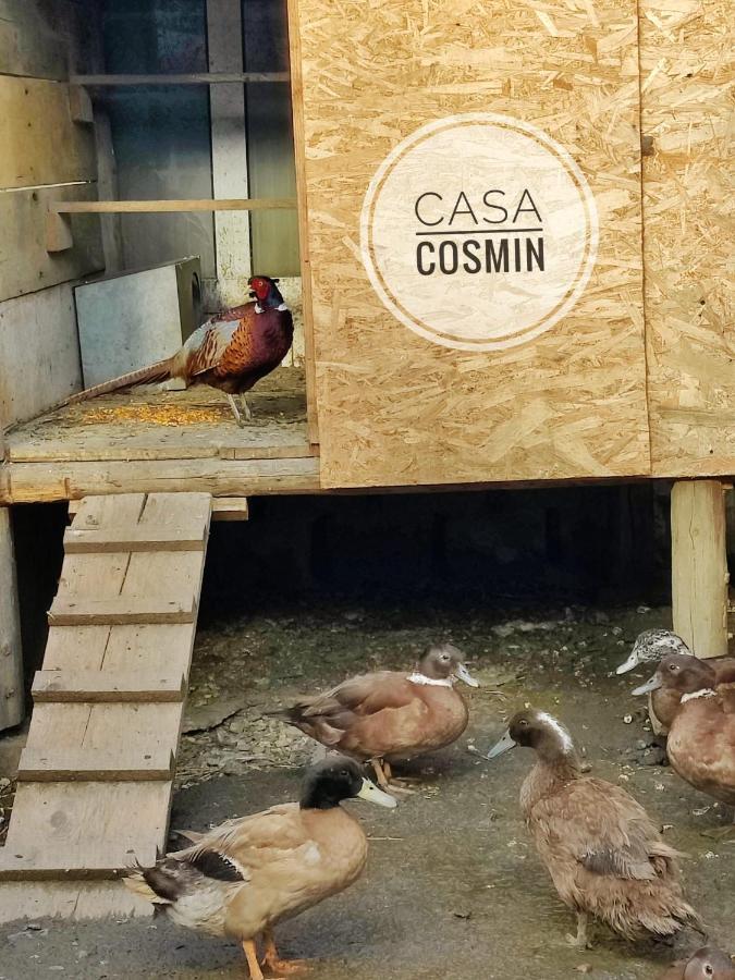 Отель Casa Cosmin Cincu Экстерьер фото